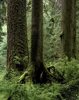 Rainforests Prints: CLUB MOSS hangs from a MAPLE branch in the HALL OF MOSSES in the HOH RAIN FOREST - OLYMPIC NATIONAL PARK
