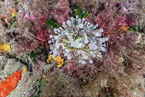 Arthropod Prints: Club-tipped anemone (Telmatactis cricoides) with arrow crab (Stenorhynchus lanceolatus)