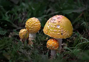 Variety Prints: Cluster of Amanita Muscaria var. Guessowii mushrooms; Bear River, Nova Scotia, Canada