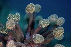 Cluster Prints: A cluster of tunicate, Oxycorynia fascicularis, Anilao, Batangas, Philippines