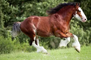 Stallion Prints: Clydesdale. Bay stallion galloping on a pasture