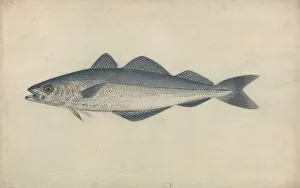James Sowerby Prints: Coal Fish James Sowerby 1756-1822 British Watercolor