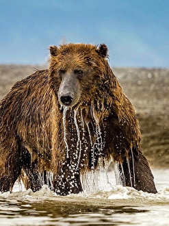 Alaska Peninsula Prints: Coastal Brown Bear (Ursus arctos horribilis) fishing for salmon in tidal pool