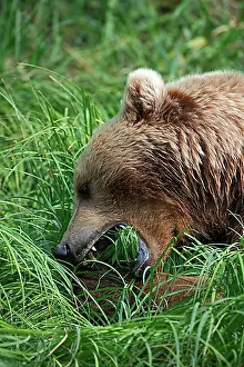 Feed Prints: Coastal brown bear (Ursus Arctos middendorfi)