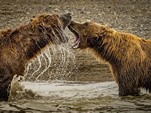 Alaska Peninsula Prints: Coastal Brown Bears (Ursus arctos horribilis) spar while fishing for salmon in tidal pool