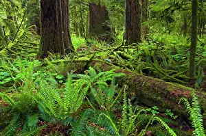 Vancouver Island Prints: Coastal rain forest, Cathedral Grove or McMillan Provincial Park, British Columbia, Canada