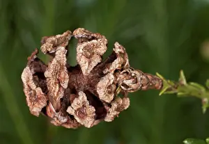 Coniferous Prints: Coastal Redwood (Sequoia sempervirens) close-up of female cone, in cultivation