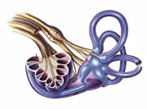Sound Prints: Cochlea detail with vestibulocochlear nerve