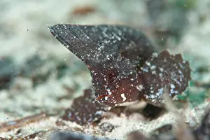 Bokeh Prints: Cockatoo Waspfish, Ablabys taenianotus, dark variation, Si Amil, Sabah, Malaysia, Borneo