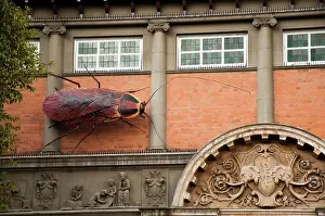 Zulu Kingdom Prints: Cockroach on The Natal Museum a Natural and Cultural History Museum