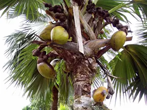 Seychelles Prints: The Coco de Mer, the famous double-coconut of the Seychelles