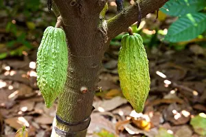 Doubleview Series Prints: Cocoa Bean, Cocoa Tree, Pingtung, Taiwan, Asia