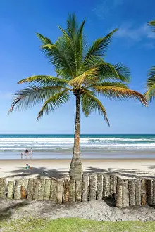 Brazil Prints: Coconut palm tree in tropical beach of Itacarezinho, Itacare, Bahia, Brazil