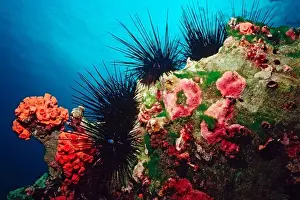 Cocos Island Prints: Cocos Island, Long-spined Urchin (Diadema mexicanum)