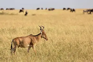 East Africa Prints: Coke's Hartebeest (Alcelaphus buselaphus cokii) adult