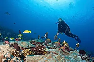 Oceans Prints: Collared butterflyfish and diver, Chaetodon collare, North Male Atoll, Maldives, Asia