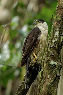 Avian Prints: Collared Forest-Falcon, Micrastur semitorquatus