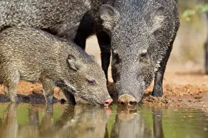 Beverage Prints: Collared peccary (Pecari tajacu)