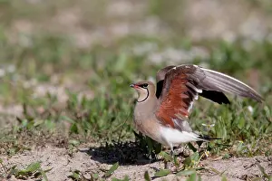 Stretches Prints: Collared Pratincole (Glareola pratincola) adult