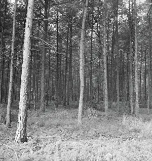 Heidematschappij Prints: Collection of the Dutch Heidematschappij. Forests, overviews. undated