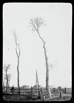 Heidematschappij Prints: Collection Dutch Heidematschappij. Examples bad pruning. Oak. undated
