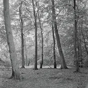 August Prints: Collection of the Dutch Heidematschappij. Piner species, Lunterse Buurtbos. August 1958