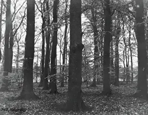 Heidematschappij Prints: Collection Dutch Heidematschappij. forestry, forest faces, oak. undated
