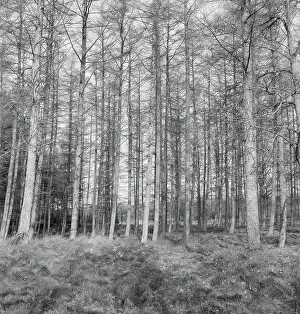 Heidematschappij Prints: Collection of the Dutch Heidematschappij. Forests, overviews. undated