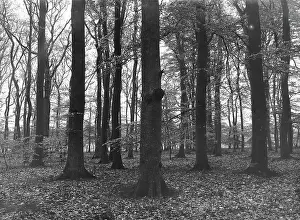 Heidematschappij Prints: Collection Dutch Heidematschappij. Beech forest. undated. Oath