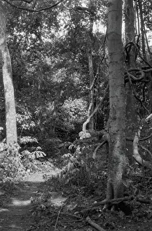 Heidematschappij Prints: Collection Dutch Heidematschappij. Landscapes, trees, shrubs. undated