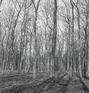 Heidematschappij Prints: Collection of the Dutch Heidematschappij. Forests, forest roads, overviews. undated