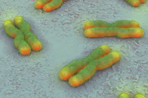 Identity Prints: A collection of human chromosomes