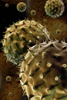 Allergy Prints: Collection of pollen grain which is related to allergies