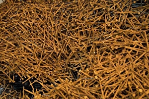 Industries Prints: Collection of rusty nails