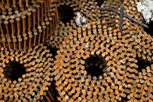 Industry Prints: Collection of rusty nails