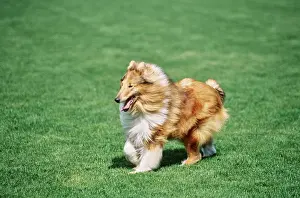 Canine Prints: Collie dog running outside in grass