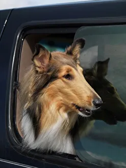 Collie, Rough Collie, AKC, 4-year-old Spirit photographed in Palmer