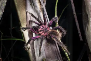 Superstock Prints: Colombian Purple Bloom Tarantula (Xenesthis immanis) climbing a tree