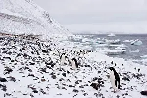 Penguin Prints: Colony of Adelie penguins (Pygoscelis adeliae) standing on snow covered beach, Antarctica