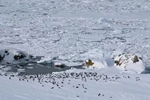 Peninsula Prints: Colony of gentoo penguins (Pygoscelis papua) in Antarctica