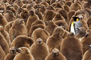 Chordate Prints: A colony of King Penguins, Aptenodytes patagonicus
