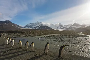 Breeding Prints: Colony of King penguins (Aptenodytes patagonicus) on the beach