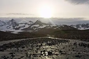 Breeding Prints: Colony of King penguins (Aptenodytes patagonicus) on the beach