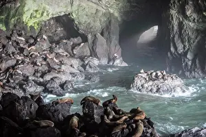 Nopeople Prints: Colony of sea lions resting in Oregon Coast Sea Lion Caves, Oregon, USA