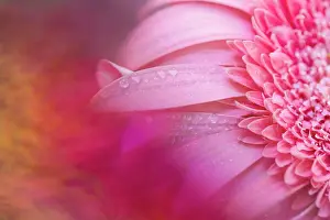 Bold Prints: Colorful close-up macro waterdrops on hot pink flower petals