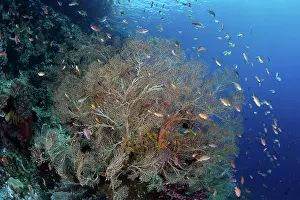 Biodiversity Prints: Colorful fish swim around a gorgonian on a coral reef in Raja Ampat, Indonesia
