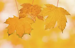 Mind Prints: Colorful leaves in autumn, colorful leaves in autumn copyright: xzoonar