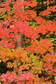Michigan Prints: Colorful maple trees turn red in autumn in the Keweenaw Penninsula of the UP of Michigan