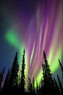 Magenta Prints: Colorful northern lights over spruce trees in Alaska's Arctic