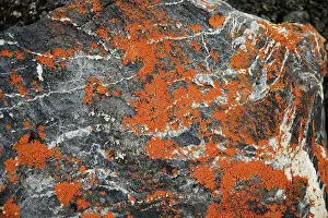 Norway Prints: Colorful orange lichen grows on a rock on the tundra in summertime